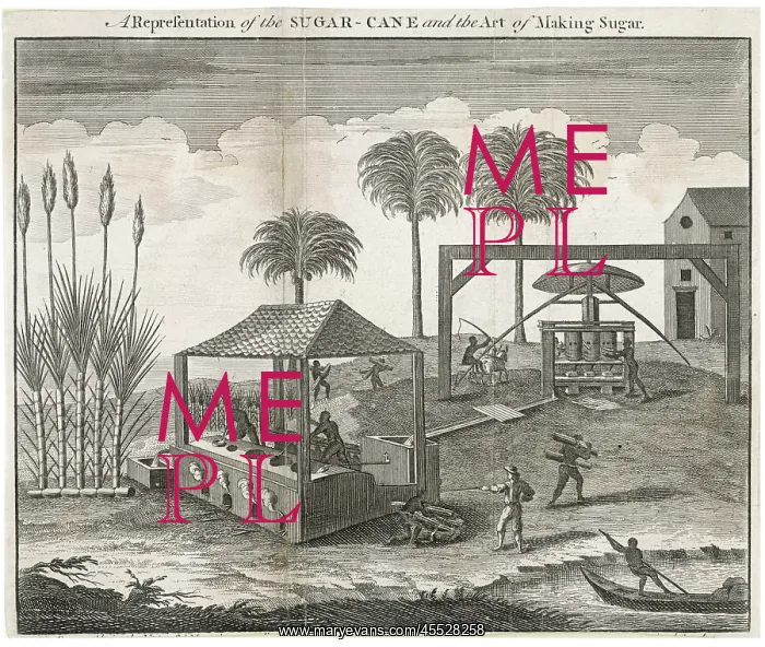 : Sugar Cane - Making Sugar : Sugar Cane - Making Sugar