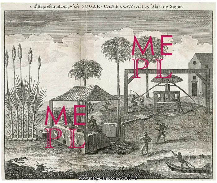 : Sugar Cane - Making Sugar : Sugar Cane - Making Sugar