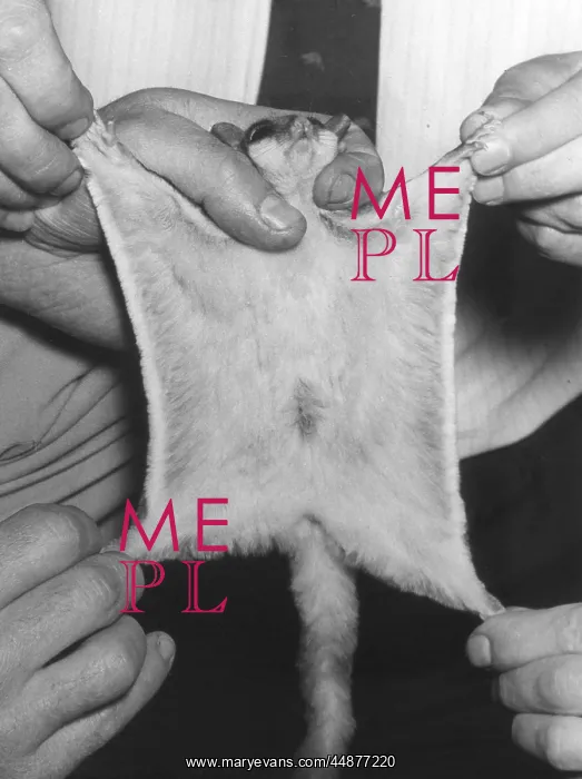 : SUGAR GLIDER : SUGAR GLIDER