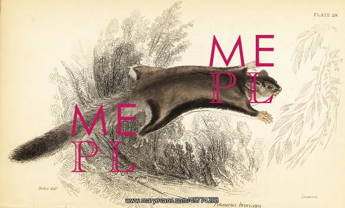 : Sugar glider, Petaurus breviceps : Sugar glider, Petaurus breviceps