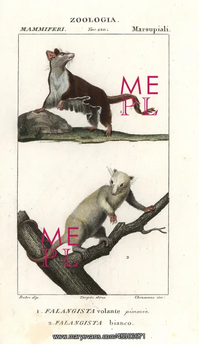 : Sugar glider, Petaurus breviceps, and northern : Sugar glider, Petaurus breviceps, and northern