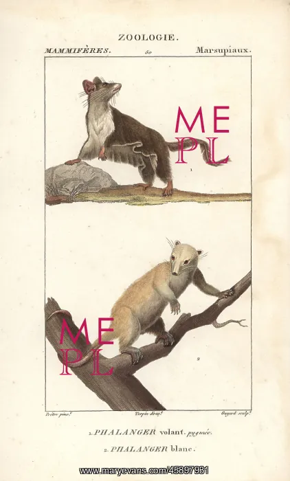 : Sugar glider, Petaurus breviceps, and northern : Sugar glider, Petaurus breviceps, and northern