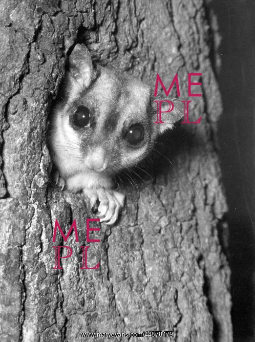: Sugar Glider, a small gliding possum, in a tree : Sugar Glider, a small gliding possum, in a tree