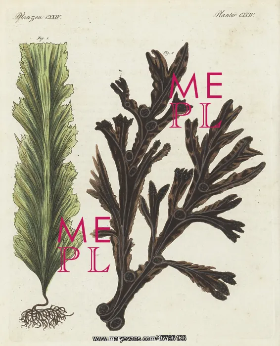 : Sugar kelp and bladderwrack : Sugar kelp and bladderwrack