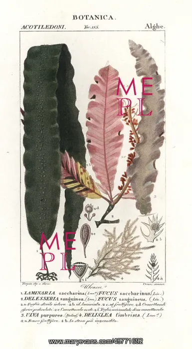 : Sugar kelp and other seaweeds : Sugar kelp and other seaweeds
