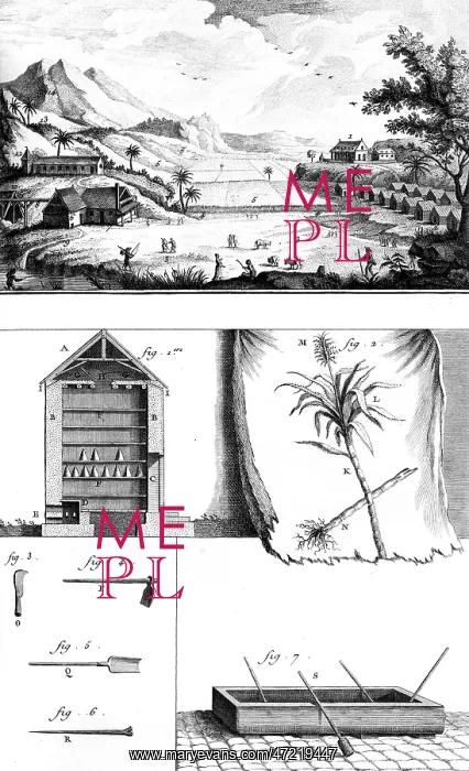 : Sugar Plantation - Diderot : Sugar Plantation - Diderot