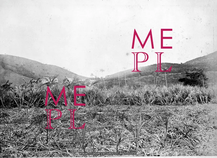 : Sugar Plantation, St. Thomas 1873 : Sugar Plantation, St. Thomas 1873