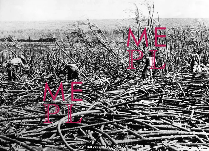 : Sugarcane plantation in Hawaii, 1929 : Sugarcane plantation in Hawaii, 1929