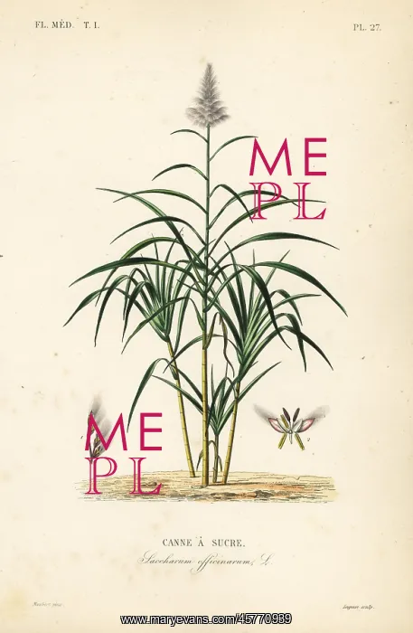 : Sugarcane, Saccharum officinarum : Sugarcane, Saccharum officinarum
