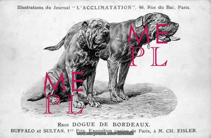 : Suisses Bruno Dog : Suisses Bruno Dog