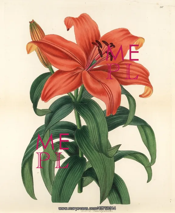 : Sukashiyuri, Lilium maculatum : Sukashiyuri, Lilium maculatum