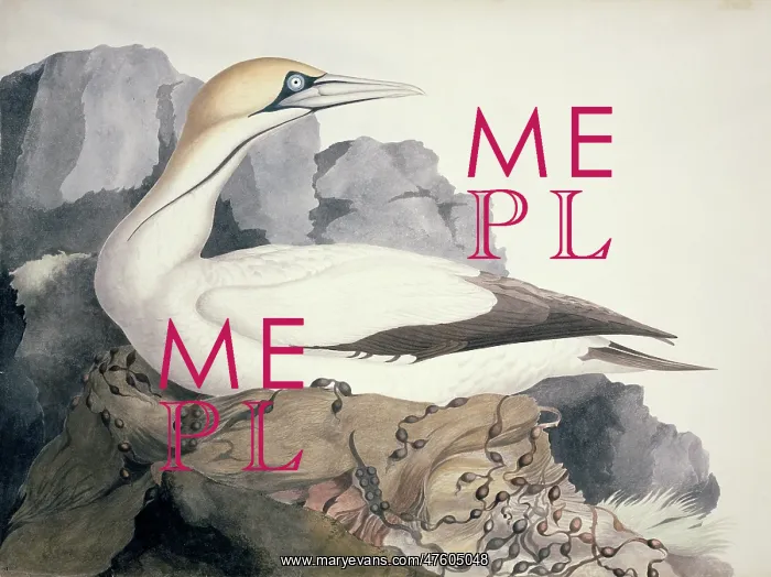 : Sula capensis, Cape Gannet : Sula capensis, Cape Gannet