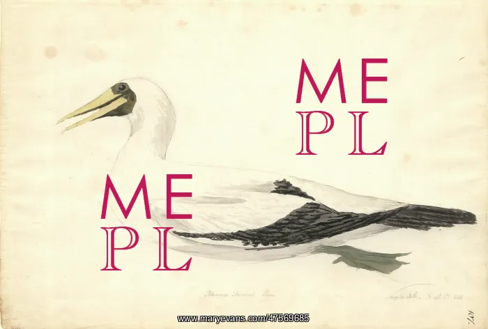 : Sula dactylatra, masked booby : Sula dactylatra, masked booby