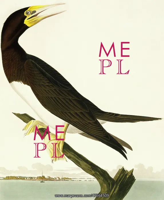 : Sula leucogaster, brown booby : Sula leucogaster, brown booby