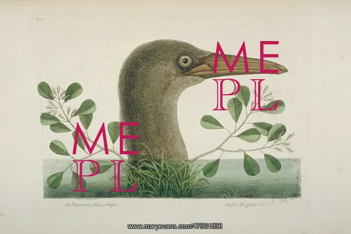 : Sula leucogaster, brown booby : Sula leucogaster, brown booby