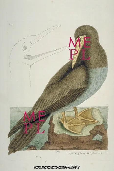 : Sula leucogaster, brown booby : Sula leucogaster, brown booby