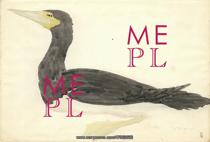  : Sula leucogaster, brown booby
