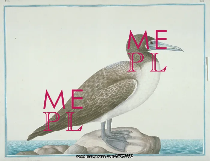 : Sula leucogaster, brown booby : Sula leucogaster, brown booby