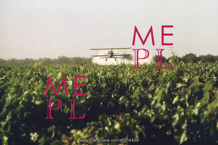 : Sulfur dusting of grape vines by air. Pure ? : Sulfur dusting of grape vines by air. Pure ?