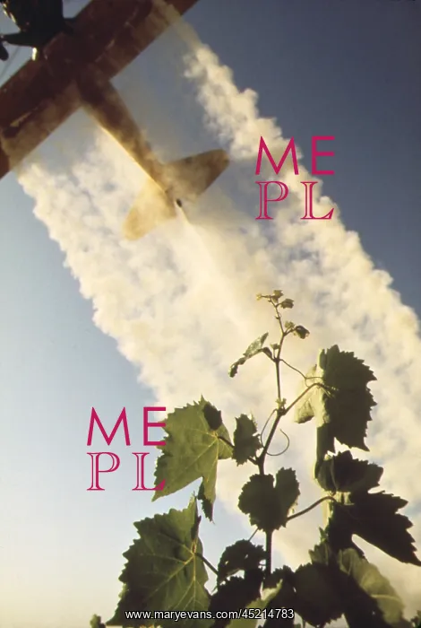 : Sulfur dusting of grape vines by air. Pure ? : Sulfur dusting of grape vines by air. Pure ?