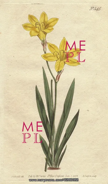 : Sulphur-colored ixia with bright lemon yellow : Sulphur-colored ixia with bright lemon yellow