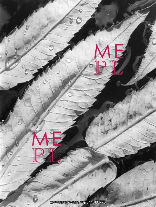  : SUMAC LEAVES