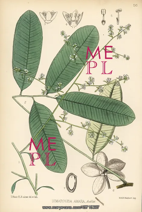 : Sumaruppa or maruba, Simarouba amara : Sumaruppa or maruba, Simarouba amara