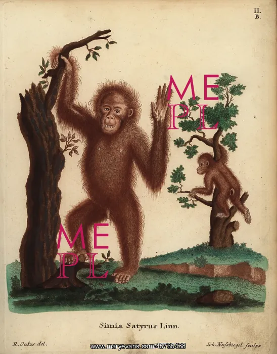 : Sumatran orangutan, Pongo abelii. Critically endangered : Sumatran orangutan, Pongo abelii. Critically endangered