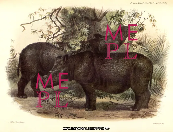 : Sumatran Rhinoceros : Sumatran Rhinoceros