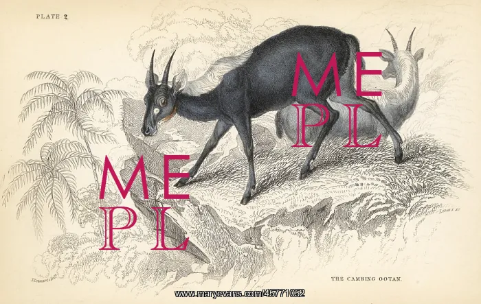 : Sumatran serow, Capricornis sumatraensis. Vulnerable : Sumatran serow, Capricornis sumatraensis. Vulnerable