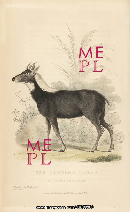 : Sumatran serow, Capricornis sumatraensis. Vulnerable : Sumatran serow, Capricornis sumatraensis. Vulnerable