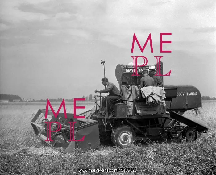  : Sumava - wheat harvest