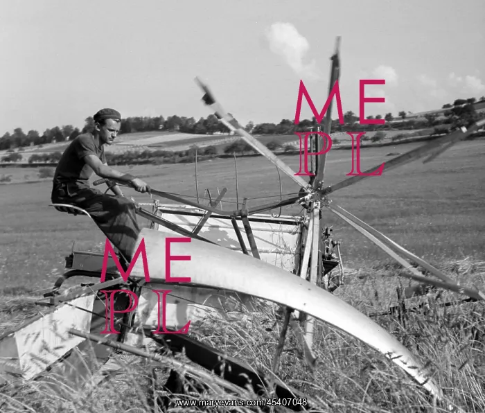 : Sumava - wheat harvest : Sumava - wheat harvest