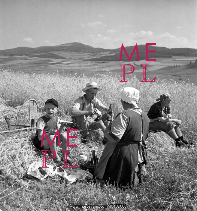 : Sumava - wheat harvest : Sumava - wheat harvest