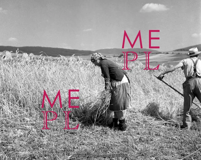 : Sumava - wheat harvest : Sumava - wheat harvest