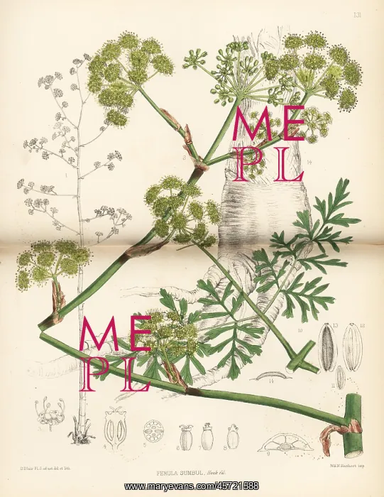 : Sumbul, Ferula moschata : Sumbul, Ferula moschata