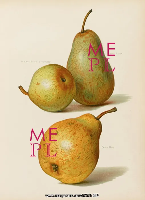  : PEARS. Summer Beurre d'Aremberg Bwurre Diel