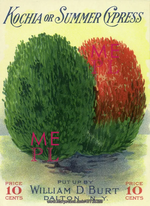  : Summer Cypresses