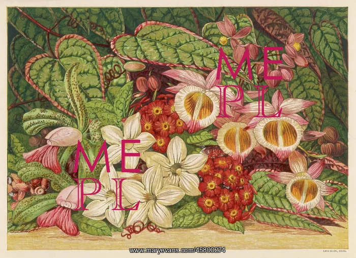 : SUMMER FLOWERS 1866 : SUMMER FLOWERS 1866