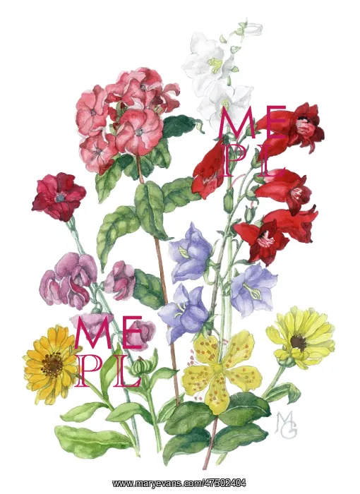 : Summer flowers : Summer flowers