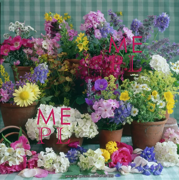 : Summer flowers in terracotta pots : Summer flowers in terracotta pots