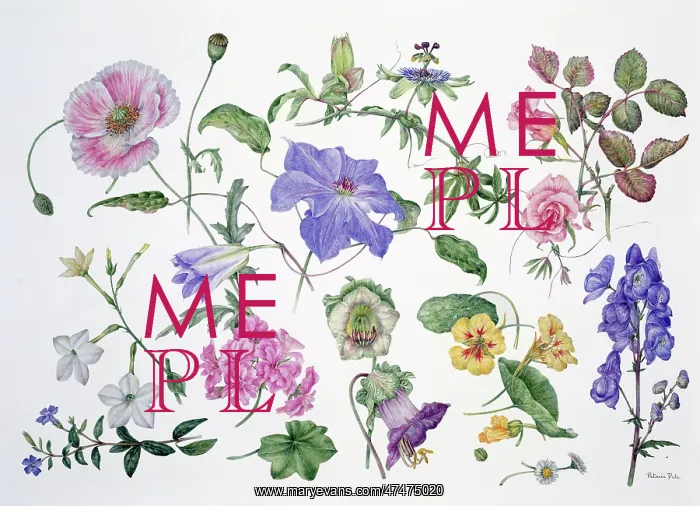 : Summer I ? flower design : Summer I ? flower design