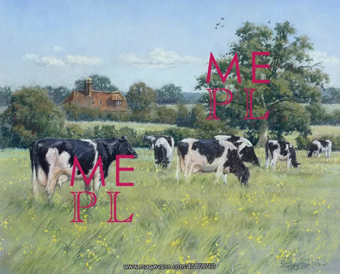 : Summer Pasture ' Friesian Cattle : Summer Pasture ' Friesian Cattle