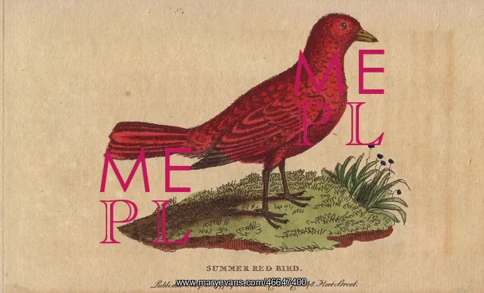 : Summer red-bird, Tanagra aestiva : Summer red-bird, Tanagra aestiva