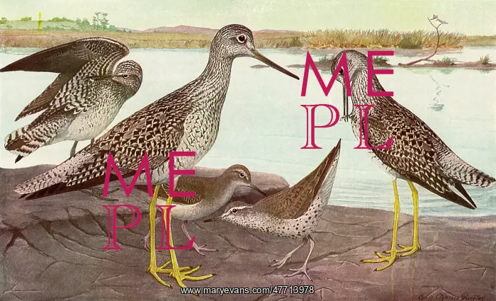 : Summer Sandpipers : Summer Sandpipers