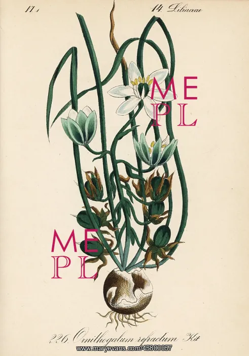 : Summer snowdrop, Ornithogalum refractum : Summer snowdrop, Ornithogalum refractum