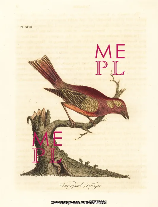: Summer tanager, Piranga rubra : Summer tanager, Piranga rubra