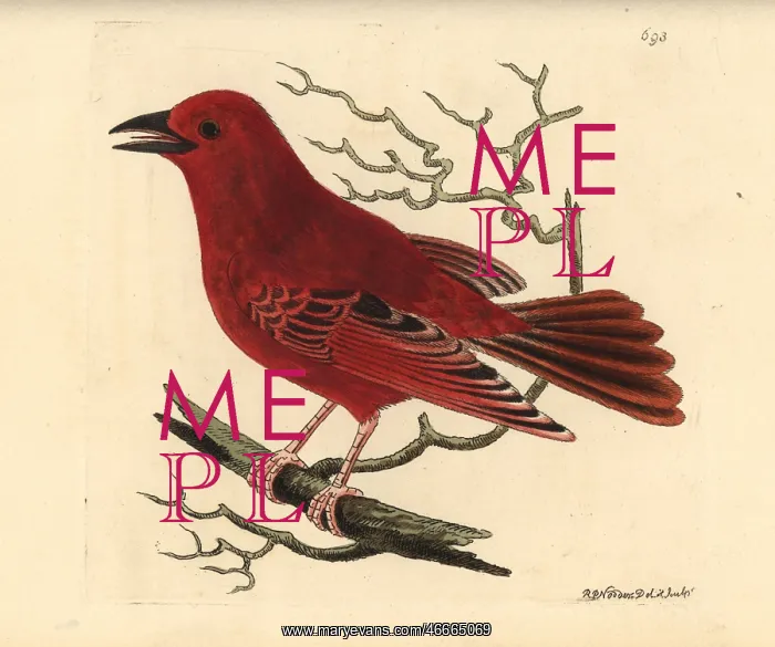 : Summer tanager, Piranga rubra : Summer tanager, Piranga rubra