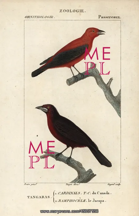 : Summer tanager, Piranga rubra, and Jacapa or : Summer tanager, Piranga rubra, and Jacapa or