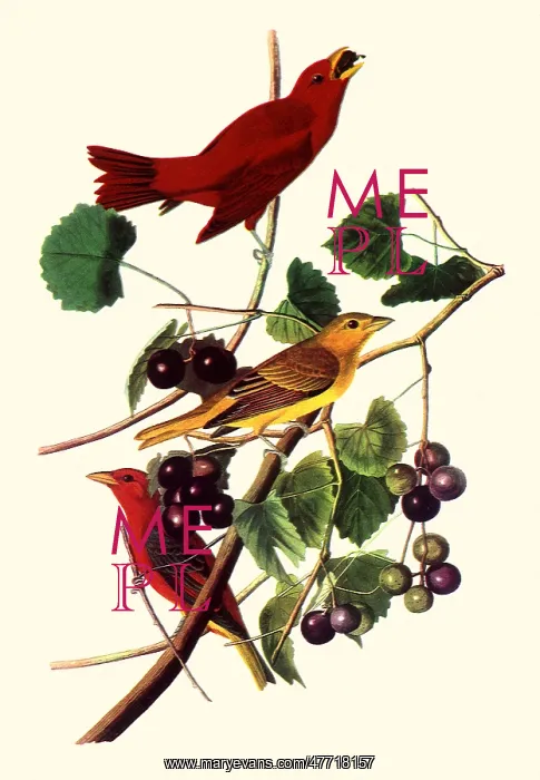  : Summer Tanagers